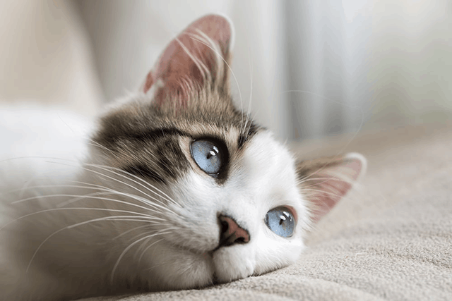 Mơ thấy mèo là điềm báo gì? Đánh con gì dễ trúng nhất?